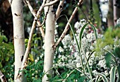 BETULA JACQUEMONTII, BIRCH