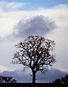 QUERCUS ROBUR, OAK - ACORN