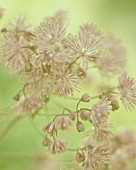 THALICTRUM AQUILEGIIFOLIUM, MEADOW RUE