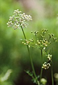 CORIANDRUM SATIVUM, CORIANDER