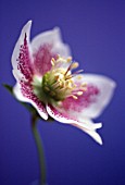 HELLEBORUS HYBRIDUS, HELLEBORE