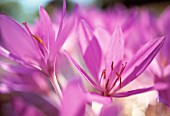 COLCHICUM TENORI, CROCUS - AUTUMN CROCUS