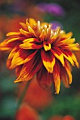 RUDBECKIA HIRTA CHEROKEE SUNSET, CONEFLOWER, BLACK-EYED SUSAN