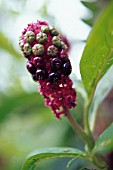 PHYTOLACCA AMERICANA, POKE ROOT, POKE WEED