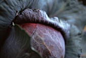 BRASSICA OLERACEA, CABBAGE - RED CABBAGE