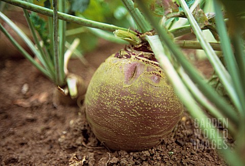 BRASSICA_NAPUS_SWEDE