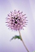 ECHINOPS BANNATICUS, GLOBE THISTLE