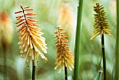 KNIPHOFIA ‘TOFFEE NOSED’, RED HOT POKER