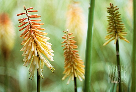 KNIPHOFIA_TOFFEE_NOSED_RED_HOT_POKER