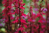 LOBELIA ‘HADSENS PURPLE’, LOBELIA