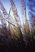 CALAMAGROSTIS BRACHYTRICA, STIPA BRACHYTRICA, KOREAN FEATHER REED GRASS