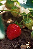 FRAGARIA ‘RED GAUNTLET’, STRAWBERRY