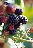 RUBUS LACINIATUS LOCH NESS, BLACKBERRY