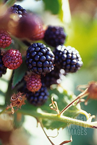 RUBUS_LACINIATUS_LOCH_NESS_BLACKBERRY