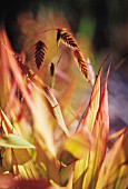 CHASMANTHIUM LATIFOLIUM, WOOD OATS, NORTHERN SEA OATS