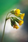 PRIMULA VERIS, COWSLIP