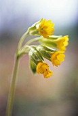 PRIMULA VERIS, COWSLIP