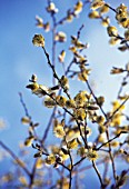 SALIX CAPREA, PUSSY WILLOW