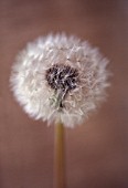 TARAXACUM OFFICINALE, DANDELION CLOCK