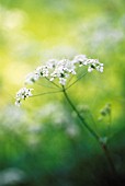 ANTHRISCUS SYLVESTRIS, COW PARSLEY