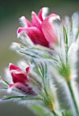 PULSATILLA VULGARIS, PASQUE FLOWER