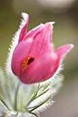 PULSATILLA VULGARIS, PASQUE FLOWER