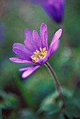 ANEMONE BLANDA, ANEMONE