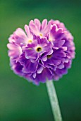 PRIMULA DENTICULATA, PRIMULA, PRIMROSE - DRUMSTICK PRIMROSE