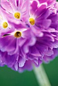 PRIMULA DENTICULATA, PRIMULA, PRIMROSE - DRUMSTICK PRIMROSE