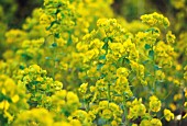 EUPHORBIA ROBBAIE, EUPHORBIA, SPURGE