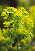 EUPHORBIA ROBBAIE, EUPHORBIA, SPURGE