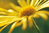 DORONICUM, LEOPARDS BANE