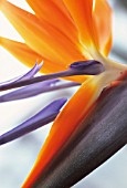 STRELITZIA REGINAE, BIRD OF PARADISE