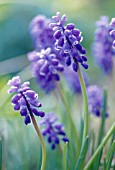 MUSCARI, GRAPE HYACINTH