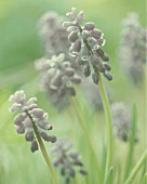 MUSCARI, GRAPE HYACINTH