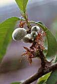 PRUNUS PERSICA ‘BARRINGTON’, PEACH