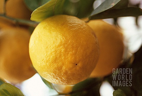 CITRUS_PONDEROSA_LEMON__PONDEROSA_LEMON