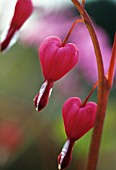 DICENTRA SPECTABILIS, BLEEDING HEART