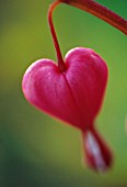 DICENTRA SPECTABILIS, BLEEDING HEART