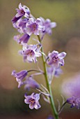 HYACINTHOIDES HISPANICA, BLUEBELL - SPANISH BLUEBELL