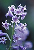 HYACINTHOIDES HISPANICA, BLUEBELL - SPANISH BLUEBELL