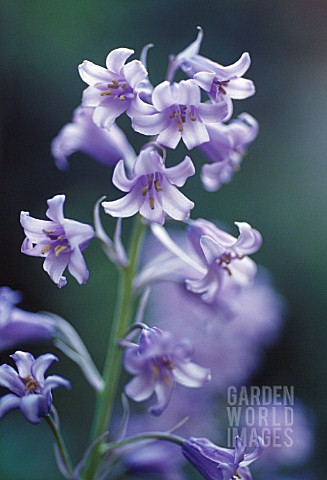 HYACINTHOIDES_HISPANICA_BLUEBELL__SPANISH_BLUEBELL