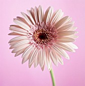 GERBERA, GERBERA