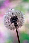 TARAXACUM OFFICINALE, DANDELION CLOCK