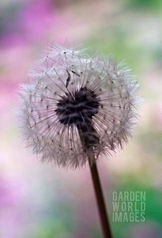 TARAXACUM_OFFICINALE_DANDELION_CLOCK