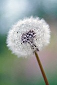 TARAXACUM OFFICINALE, DANDELION CLOCK