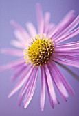 ASTER X FRIKARTII, ASTER