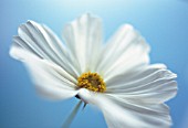 COSMOS BIPINNATUS SONATA WHITE, COSMOS