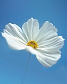 COSMOS BIPINNATUS SONATA WHITE, COSMOS