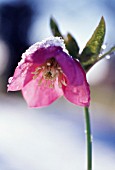 HELLEBORUS HYBRIDUS, HELLEBORE